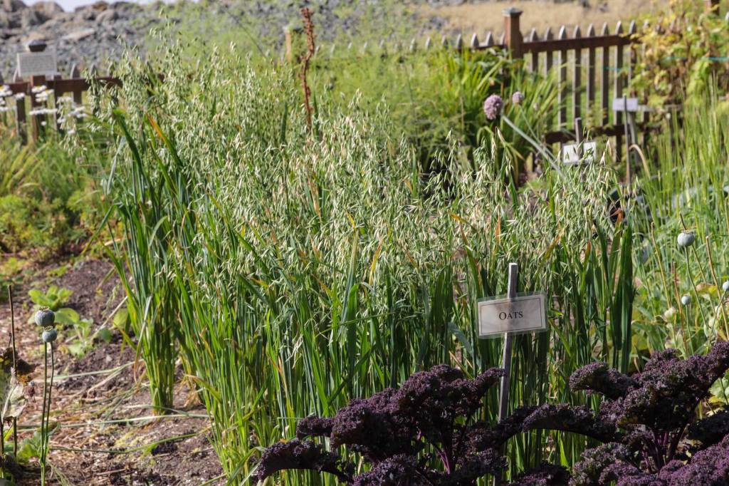 Jensen-Olson Arboretums garden area has been continually in operation since 1904, said Merrill Jensen, who is retiring after 13 years as manager. (Michael S. Lockett / Juneau Empire)