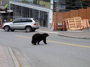 A black bear saunters across a busy street downtown in 2018. A larger than normal number of young bears and dwindling natural food supply for them are forcing the animals to head for Juneaus garbage with unusual frequency, a wildlife official said. KTOO Public Media reports that a poor berry crop and lackluster salmon runs mean more bears are looking for food among the citys trash. (AP Photo / Becky Bohrer)