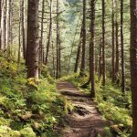 This photo shows Creek Dam Forest and Trail. (Courtesy Photo / Claire Richardson)