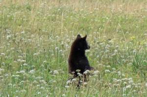 A bear stands in a field of hemlock parsley at Eagle Beach two years ago before the bears demolished most of the plants. (Courtesy Photo / Doug Jones)