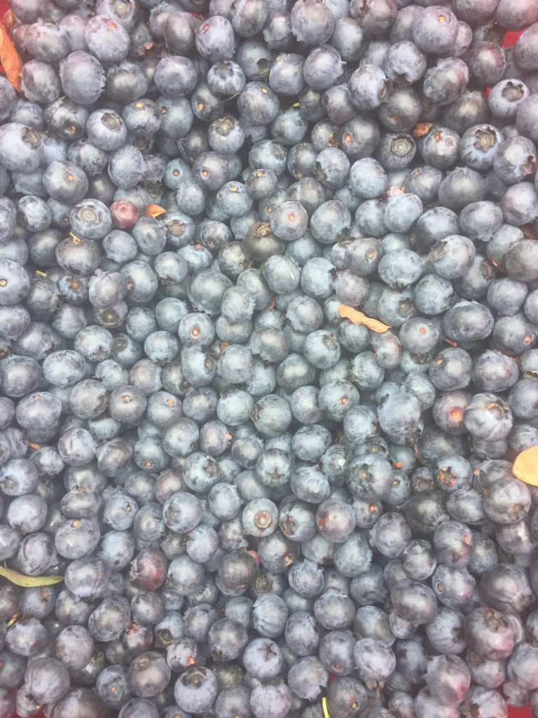 Ive picked enough gaawák this year to make pies, jam and jelly, plus do some culinary experimenting, writes Planet Alaska writer Vivian Mork Yéilk. Im definitely going to make a gaawák rhubarb pie. (Vivian Mork Yéilk / For the Capital City Weekly)