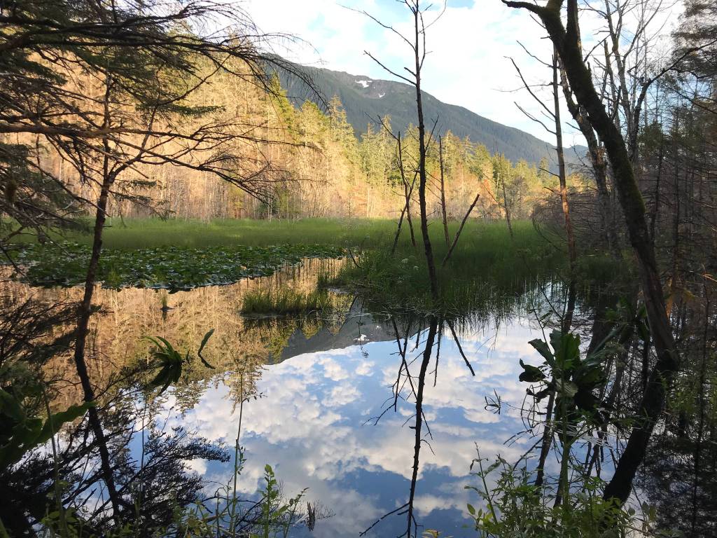 This photo shows a North Douglas beaver pond on July 31, 2020. (Courtesy Photo / Dan Hopson)
