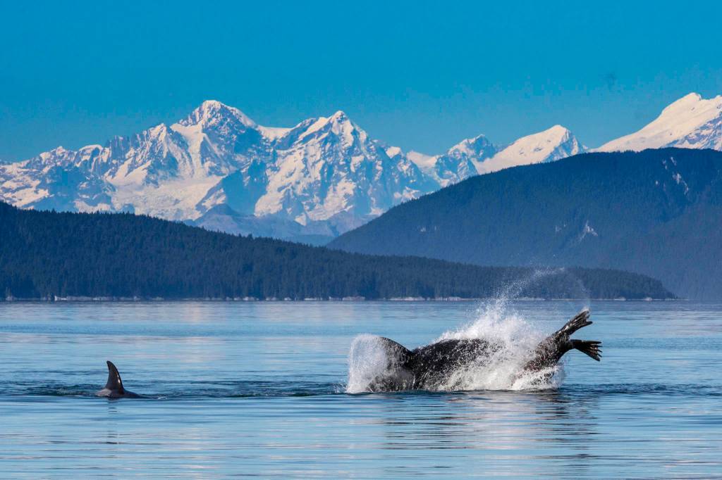 Orcas hunt a large sea lion in Icy Strait on Sept. 10. (Courtesy Photo / Jack Beedle)