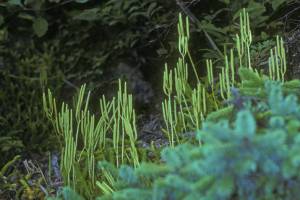 Lycopodium clavatum or running club moss often has long stems that are covered with short leaves, and they &ldquo;run&rdquo; over the ground before making erect branches that bear cones on stalks. (Courtesy Photo / Bob Armstrong)