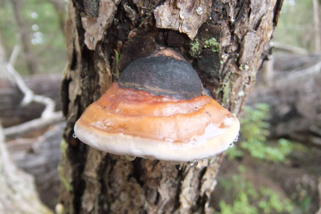 This photo taken earlier this month shows a mushroom growing in the Pederson Hill subdivision. (Courtesy Photo / Gary Miller)