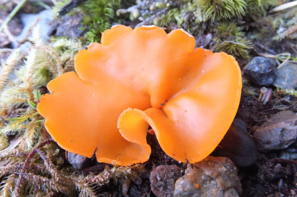 This photo taken earlier this month shows a mushroom growing near the service road out North Douglas. (Courtesy Photo / Gary Miller)