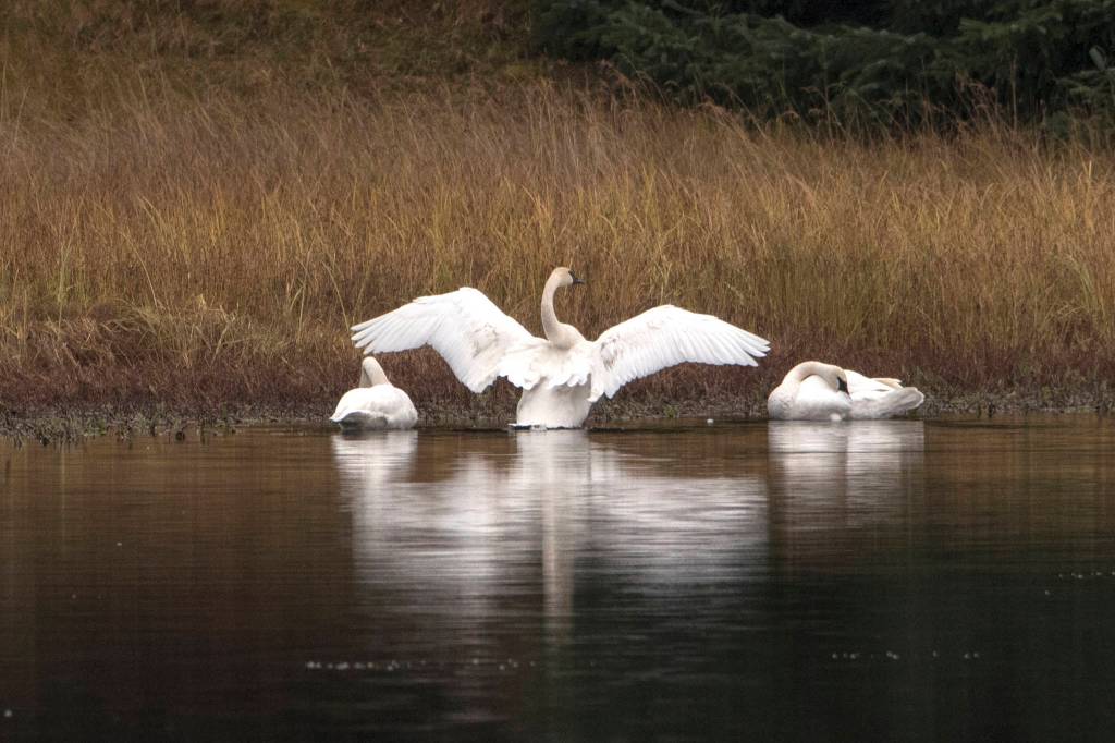 Three trumpeter Swans in peterson Creek pond by Amalga Harbor on Oct. 10. (Courtesy Photo / Kenneth Gill, gillfoto)