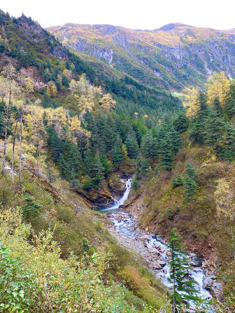 Ebner Falls framed by evergreens and golden foliage on Sept. 30, 2020. (Courtesy Photo / Denise Carroll)