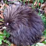 A tiny skinned-nosed porcupine stands stock still pretending hes invisible along Perseverance Trail on Sept. 30, 2020. (Courtesy Photo / Denise Carroll)