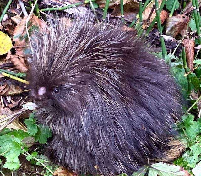 A tiny skinned-nosed porcupine stands stock still pretending hes invisible along Perseverance Trail on Sept. 30, 2020. (Courtesy Photo / Denise Carroll)