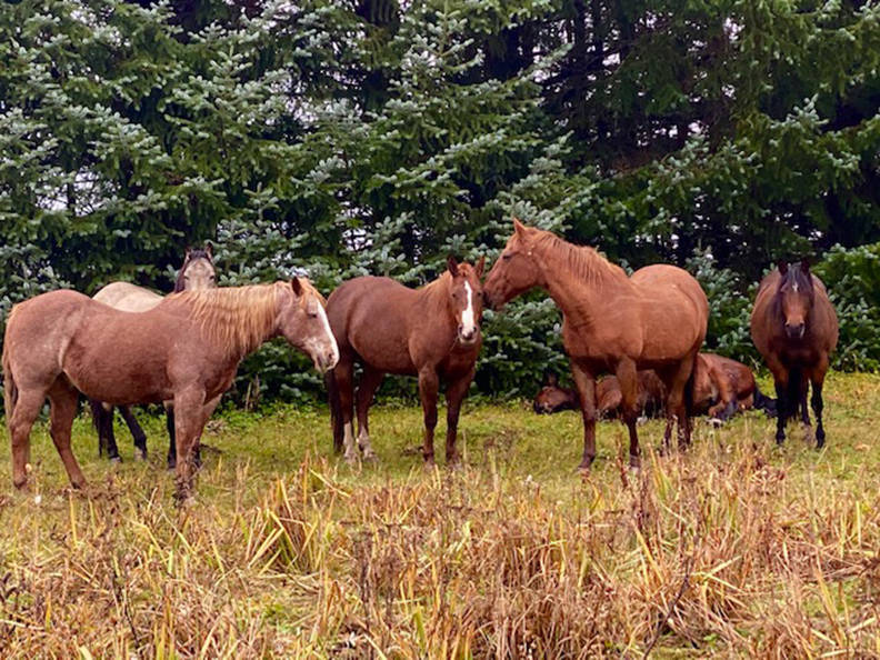 Echo Ranch horses enjoy a calm fall day on Oct. 10. (Courtesy Photo / Denise Carroll)