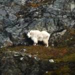 A large mountain goat forages on the rocky hillside heading up to Gold Ridge on Oct. 9. (Courtesy Photo / Denise Carroll)