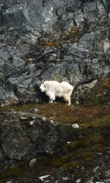 A large mountain goat forages on the rocky hillside heading up to Gold Ridge on Oct. 9. (Courtesy Photo / Denise Carroll)