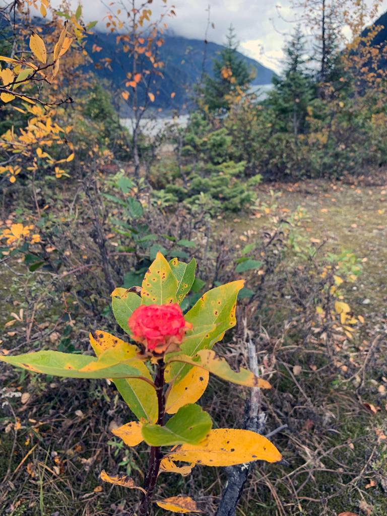 A lone Willow Rose grows on Nugget Falls Trail in late September. (Courtesy Photo / Lori Buzzel