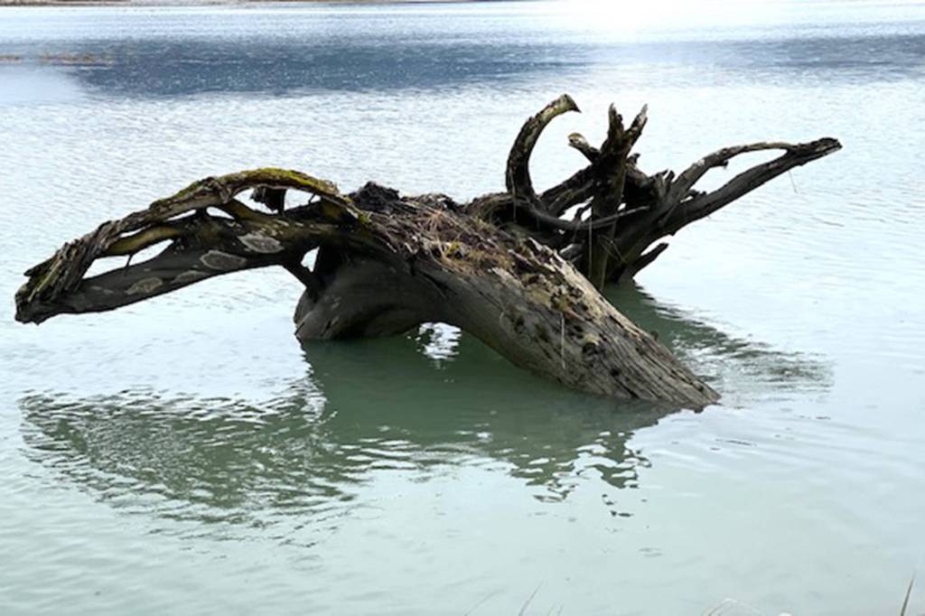 A tree trunk and root wad in Mendenhall River resemble a large swimming moose on Oct. 21. (Courtesy Photo / Denise Carroll)