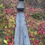 The dwarf dogwood has turned red, which looks like a colorful carpet on the forest floor. (Courtesy Photo / Deana Barajas)