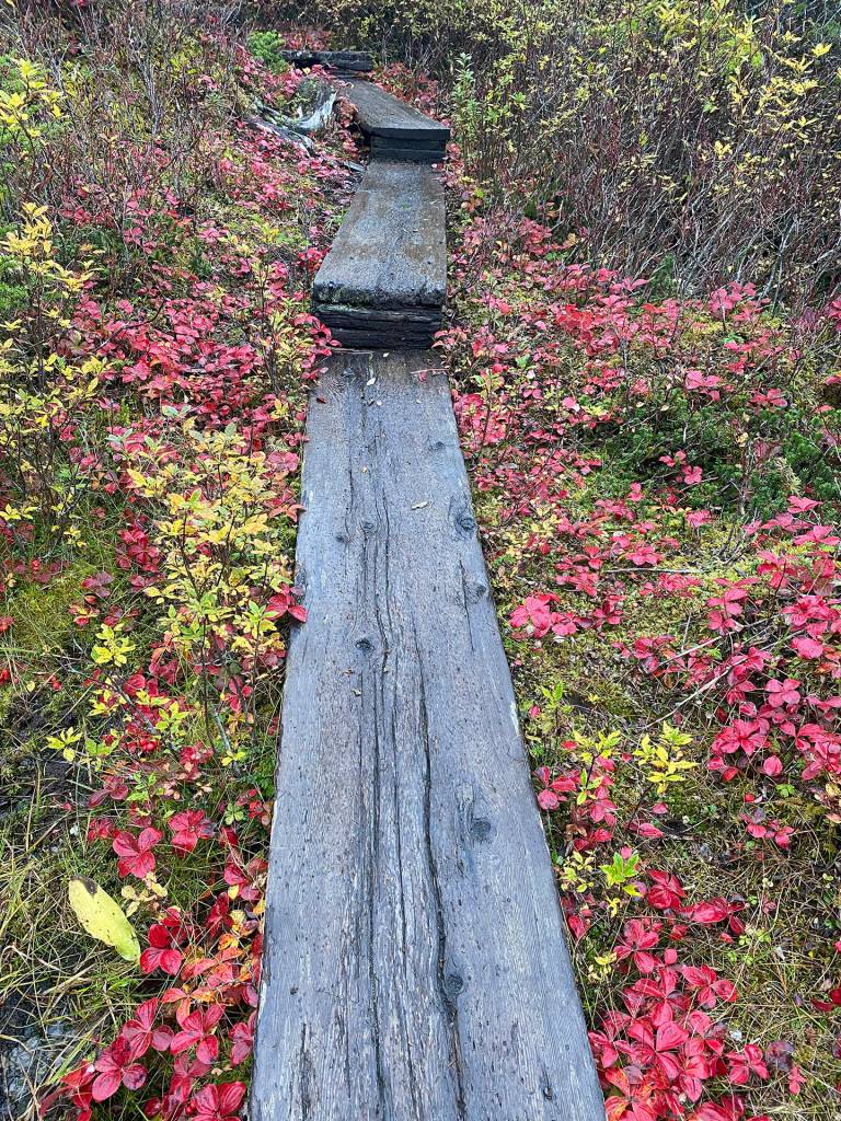 The dwarf dogwood has turned red, which looks like a colorful carpet on the forest floor. (Courtesy Photo / Deana Barajas)