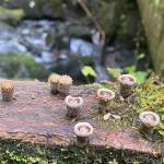 This photo shows birds nest fungi. (Courtesy Photo / Deana Barajas)