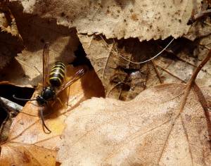 An Alaska yellowjacket sits among the leaves in late fall. (Courtesy Photo / Ned Rozell)
