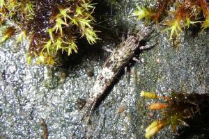 Arctic bristletails, like the ones shown in this photo, are wingless insects that live along the shoreline. (Courtesy Photo / Aaron Baldwin)