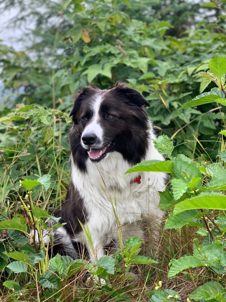Kéet watches over the Prescott family while they pick stink currants. (Vivian Faith Prescott / For the Capital City Weekly)