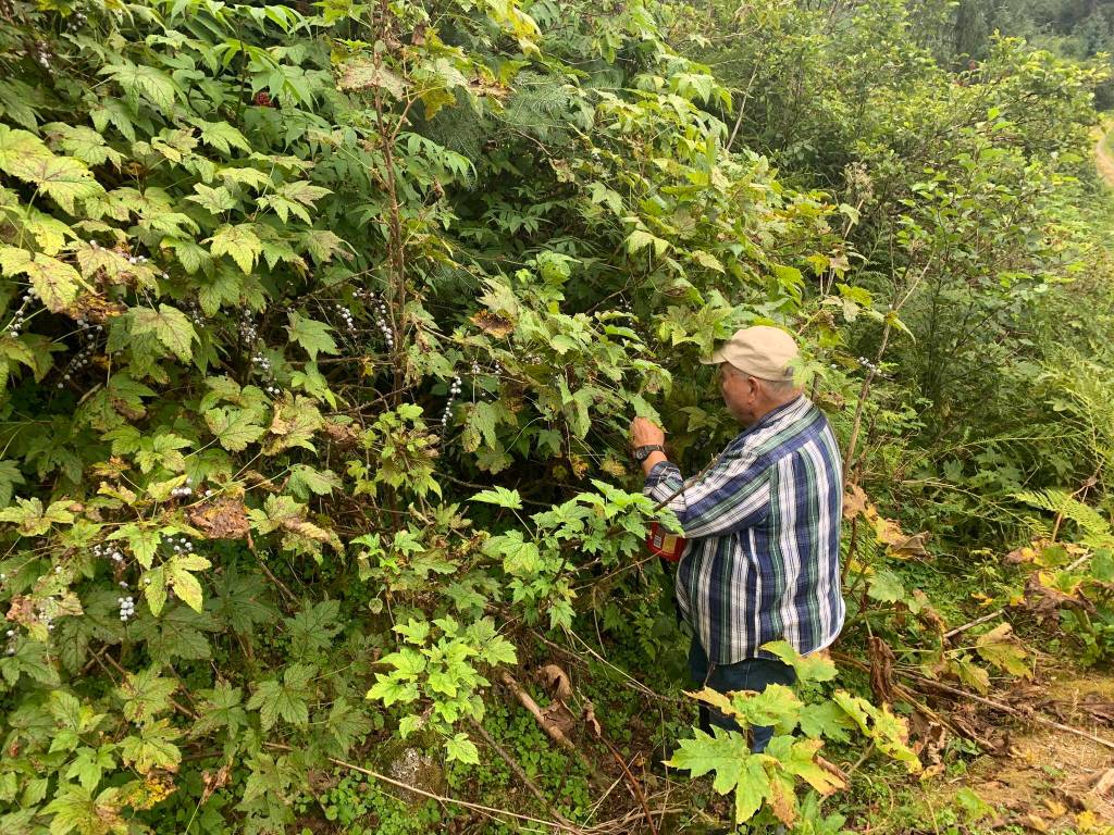 Mitchell Prescott picks stink currants in Wrangell. Stink currants grow in southeast Alaska and down along the Northwest coast to as far as Northern California.Vivian Faith Prescott / For the Capital City Weekly
