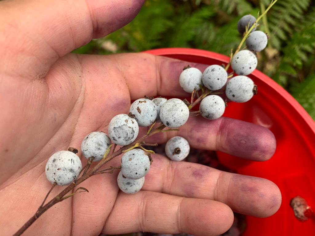 Vivian Faith Prescott holds a handful of stink currants. (Vivian Faith Prescott / For the Capital City Weekly)