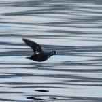 A harlequin duck flies in front of Jeff Lund, who decided sometimes a camera is better than a shotgun for shooting when dinner has been secured. (Jeff Lund / For the Juneau Empire)