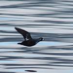 A harlequin duck flies in front of Jeff Lund, who decided sometimes a camera is better than a shotgun for shooting when dinner has been secured. (Jeff Lund / For the Juneau Empire)