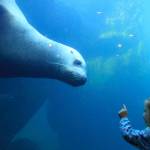Elin Lunoe, and Pilot, a Steller sea lion, check each other out at a tank at the Alaska SeaLife Center in Seward in this February 2015 photo.  The Alaska SeaLife Center is among the recipients of U.S. Fish and Wildlife Conservation Commission funds. (AP Photo/Dan Joling)