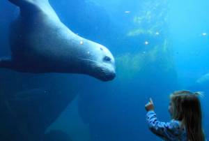 Elin Lunoe, and Pilot, a Steller sea lion, check each other out at a tank at the Alaska SeaLife Center in Seward in this February 2015 photo.  The Alaska SeaLife Center is among the recipients of U.S. Fish and Wildlife Conservation Commission funds. (AP Photo/Dan Joling)