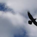 A raven flies in Alaska. (Courtesy Photo / Ned Rozell)