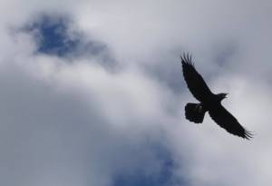 A raven flies in Alaska. (Courtesy Photo / Ned Rozell)