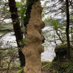 Courtesy Photo / Jenifer ShaplandThis photos shows colorful bleeding tooth-fungus, sometimes called strawberries and cream.Giant crustose fungus covers most of an alder snag (Courtesy Photo / Jenifer Shapland)