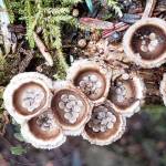 Courtesy Photo / David BergesonThis photo shows birds nest fungus, the nest-like fruiting bodies filled with spore-bearing eggs