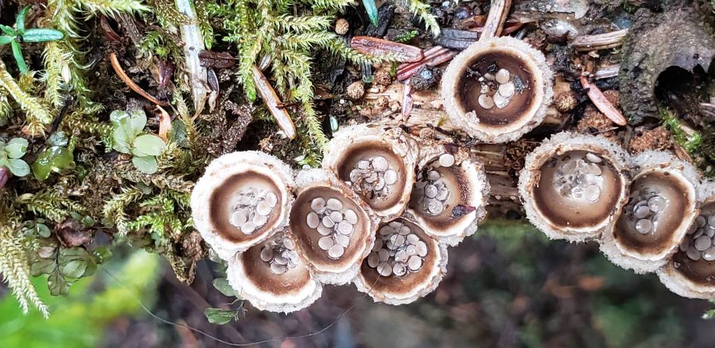 Courtesy Photo / David BergesonThis photo shows birds nest fungus, the nest-like fruiting bodies filled with spore-bearing eggs
