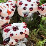 This photos shows colorful bleeding tooth-fungus, sometimes called strawberries and cream (Courtesy Photo / Jos Bakker)