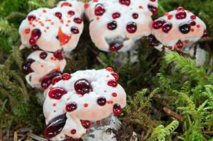 This photos shows colorful bleeding tooth-fungus, sometimes called strawberries and cream (Courtesy Photo / Jos Bakker)