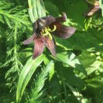 This photo shows a chocolate lily. (Courtesy Photo / Vivian Mork Yéilk)