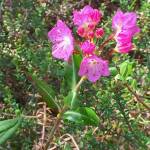 This photo shows western bog laurel. (Courtesy Photo / Vivian Mork Yéilk)