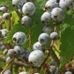This photo shows gray currants. (Courtesy Photo / Vivian Mork Yéilk)