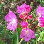 This photo shows western bog laurel. (Courtesy Photo / Vivian Mork Yéilk)
