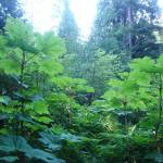 This photo shows devils club. (Courtesy Photo / Vivian Mork Yéilk)