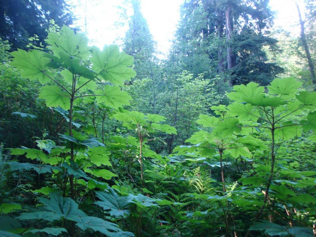 This photo shows devils club. (Courtesy Photo / Vivian Mork Yéilk)