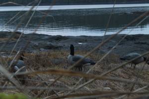 Decoy geese cant fly away…except perhaps during an October storm. (Jeff Lund / Juneau Empire)