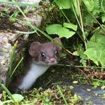 This photo taken in August shows an ermines summer coat. (Courtesy Photo / Marsha Squires)