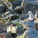 An ermine emerges to look around while exploring the crevices among the roadside rocks. While its white winter coat is conspicuous now, it will help it blend in with its surroundings during winter. (Courtesy Photo /David Bergeson)