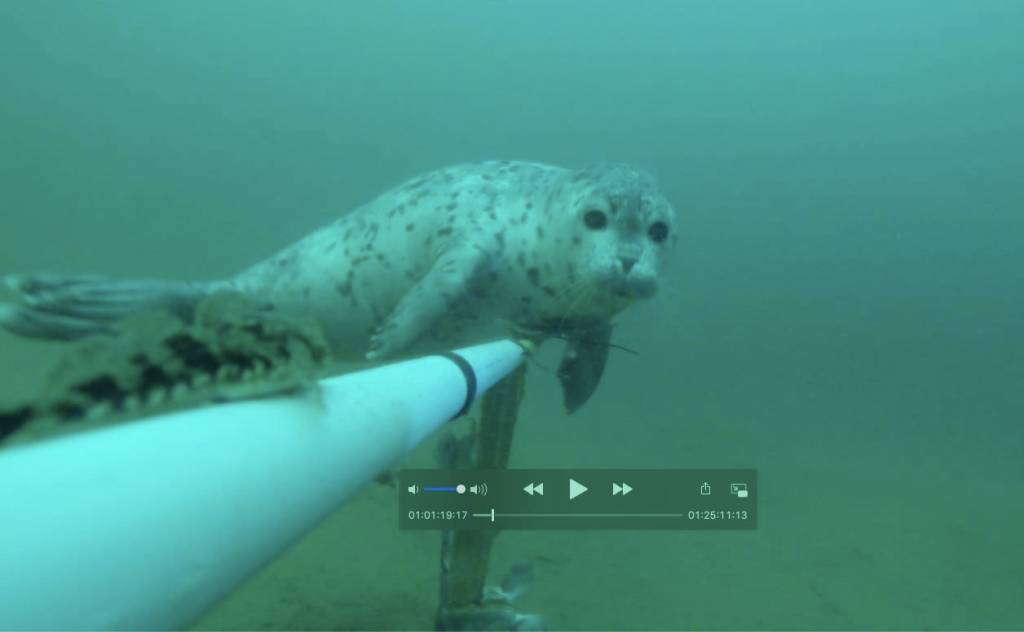 An Iliamna Lake freshwater seal investigates Mark Stigar and Bruce Wrights underwater camera. (Courtesy Photo / Mark Stigar)