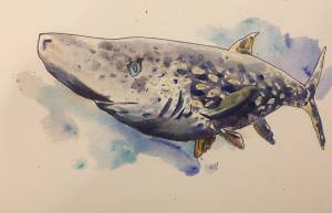 The Iliamna Lake monster, depicted in this illustration by Alex Wit, is often described as shark-like in appearance. (Courtesy Image / Alex Wit)