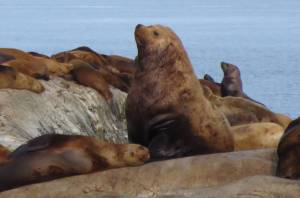 A male Steller sea lion amid others on the coast of Alaska in Southeast. (Courtesy Photo / Michell Trifari)